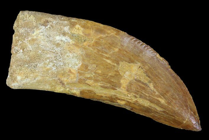 Large, Carcharodontosaurus Tooth #89017